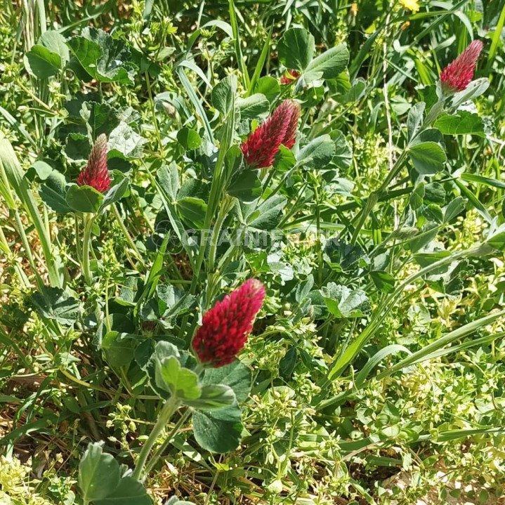 Trèfle incarnat Rouge, trèfle du Roussillon, Trifolium incarnatum image